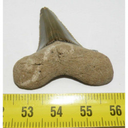 dent de requin Carcharocles auriculatus ( 4.1 cms - 012 )