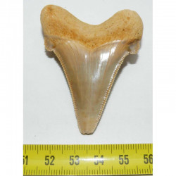 dent de requin Carcharocles auriculatus ( 5.8 cms - 045 )