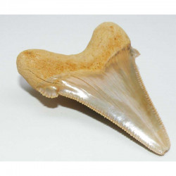 dent de requin Carcharocles auriculatus ( 5.8 cms - 045 )