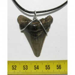 Collier pendentif  dent de requin fossile ( Meg - 055 )