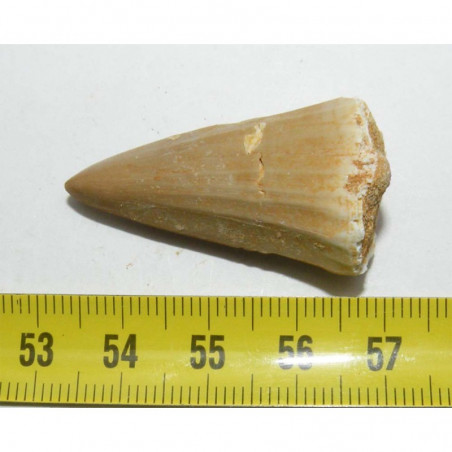 dent de Mosasaurus beaugei ( dinosaure - 3.60 cms - 092 )