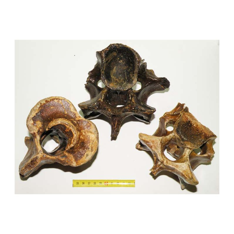 3 vertebres de renne prehistorique ( 12 )
