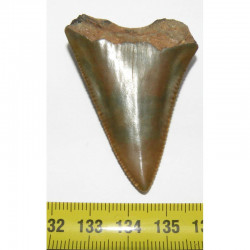 dent de requin Carcharodon carcharias ( 5.2 cm -  128 )
