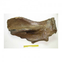 scapula de renne prehistorique ( 8 )