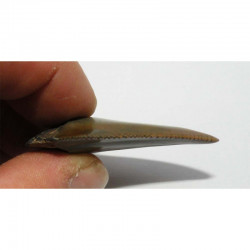 dent de requin Carcharodon carcharias ( 5.2 cm -  128 )
