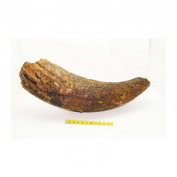 Corne de Bison prehistorique ( 7 )