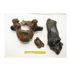 lot de fossiles de Bison prehistorique ( 12 )