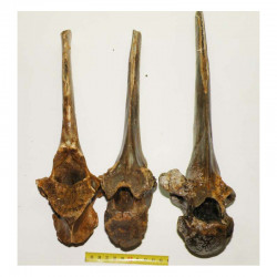3 vertebres de renne prehistorique ( 13 )