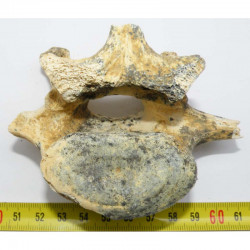 1 vertebre d Ursus spelaeus ( Rounanie - 026 )﻿