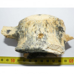 1 vertebre d Ursus spelaeus ( Rounanie - 026 )﻿