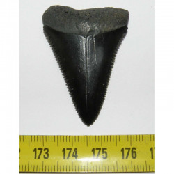 dent de requin Carcharodon carcharias (  4.7 cm - 042 )