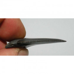 dent de requin Carcharodon carcharias (  4.7 cm - 042 )