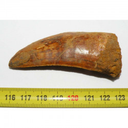1 dent de Carcharodontosaurus saharicus - T REX Africain ( 7.3 cms -  036 )