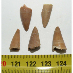 lot de 5 dents de Crocodilus Spenceri ( Maroc - 016 )
