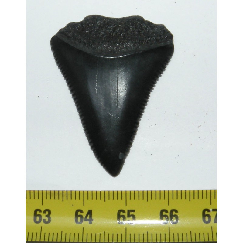 dent de requin Carcharodon carcharias (  4.1 cm - 032 )