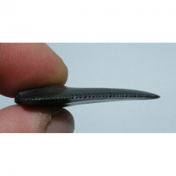 dent de requin Carcharodon carcharias (  4.1 cm - 032 )