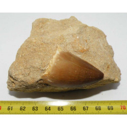 Dent de Mosasaurus Anceps sur matrice ( dinosaure - 138 )