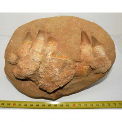 Dents de Mosasaurus Anceps sur matrice ( dinosaure - 142 )
