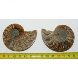 Ammonite de Madagascar dans une boite Sciée et polie vers 5.5 cms ( boite - 005 )