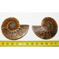 Ammonite de Madagascar dans une boite Sciée et polie vers 5.5 cms ( boite - 004 )