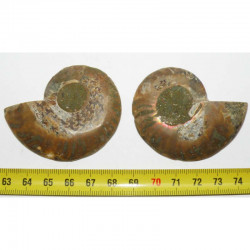 Ammonite de Madagascar dans une boite Sciée et polie vers 5.5 cms ( boite - 004 )