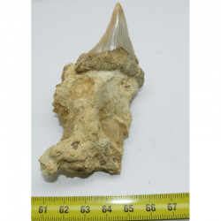 dent de requin Carcharocles chubutensis - Malte ( 4.7 cms - 313 )