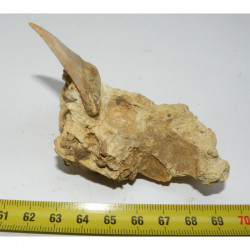 dent de requin Carcharocles chubutensis - Malte ( 4.7 cms - 313 )