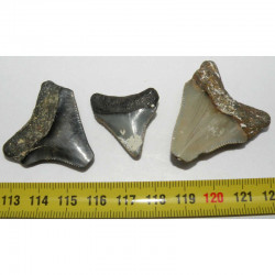 lot de 3 Dents de Requin Carcharodon megalodon ( Faluns - 020 )