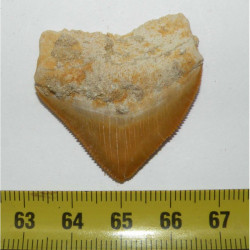 dent de requin Squalicorax Pristodontus ( 3.8 cms - 027 )