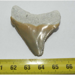 dent de requin Carcharocles chubutensis ( 4.4 cms - 052 )