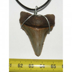Collier pendentif dent de requin fossile ( Chub - 053 )