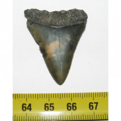 dent de requin Carcharodon carcharias ( 4.1 cms - 169 )