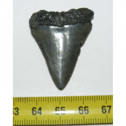 dent de requin Carcharodon carcharias ( 4.1 cms - 169 )