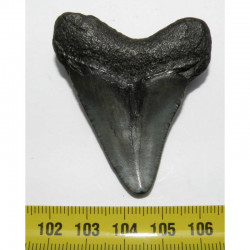 dent de requin Carcharodon megalodon ( 5.4.cms - 312 )