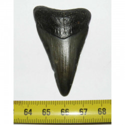 Dent de requin Carcharodon megalodon ( 5.8 cms - 279 )