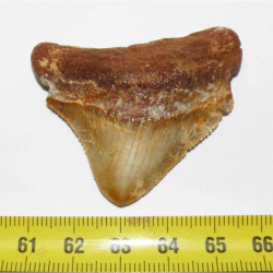 Dent de requin Carcharodon megalodon ( 5.1 cms - 219 )