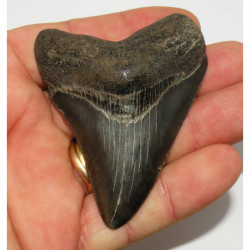 Dent de requin Carcharodon megalodon ( 7.7 cms - 209 )