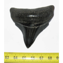 Dent de requin Carcharodon megalodon ( 6.7 cms - 193 )