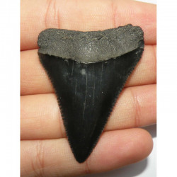 Dent de requin Carcharodon carcharias ( 4.9 cms - 042 )