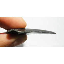 Dent de requin Carcharodon carcharias ( 4.9 cms - 042 )