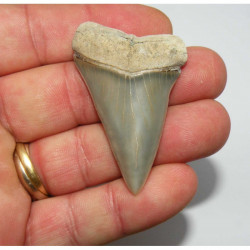 dent de requin Isurus hastalis ( USA -  5.6 cms - 091 )