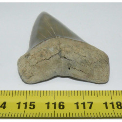 dent de requin Isurus hastalis ( USA -  5.6 cms - 091 )