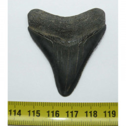dent de requin Carcharodon megalodon ( 5.4 cms - 280 )