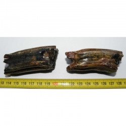 2 dents de cheval prehistorique ( USA - 051 )﻿