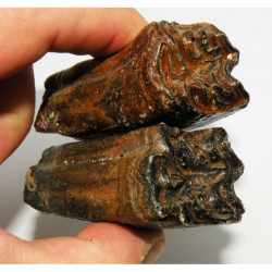 2 dents de cheval prehistorique ( USA - 051 )﻿