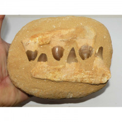 Dents de Mosasaurus Anceps sur matrice ( dinosaure - 144 )