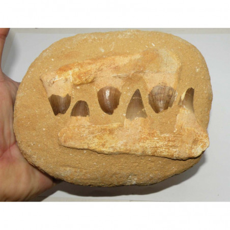 Dents de Mosasaurus Anceps sur matrice ( dinosaure - 144 )