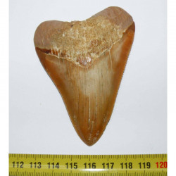 dent de requin Carcharodon megalodon ( Maroc - 8.4 cms - 244 )