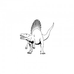 dent dinosaure Spinosaurus Aegypticus ( 9.8 cms - 155 )