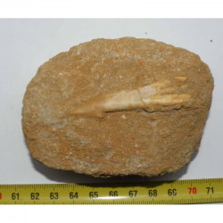 Dent Fossile de requin Schizorhiza stromeri ( Maroc - 022 )